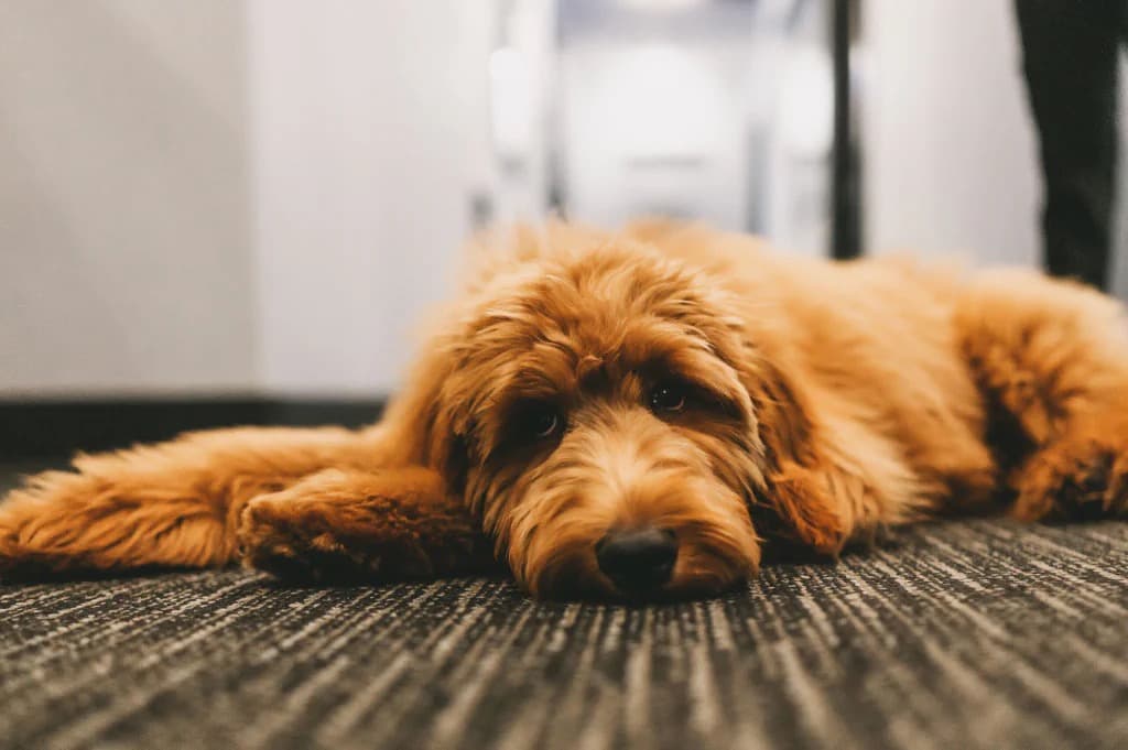 Roger, the practice dog · candid, not a portrait